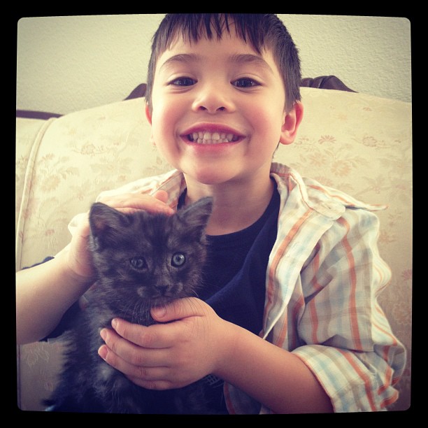 3:8:12 silas easter kitten
